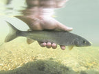 Trockenfliege Trico Spinner