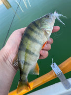 Baitfish Hot Trigger