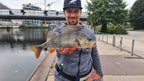 Baitfish Natural Perch
