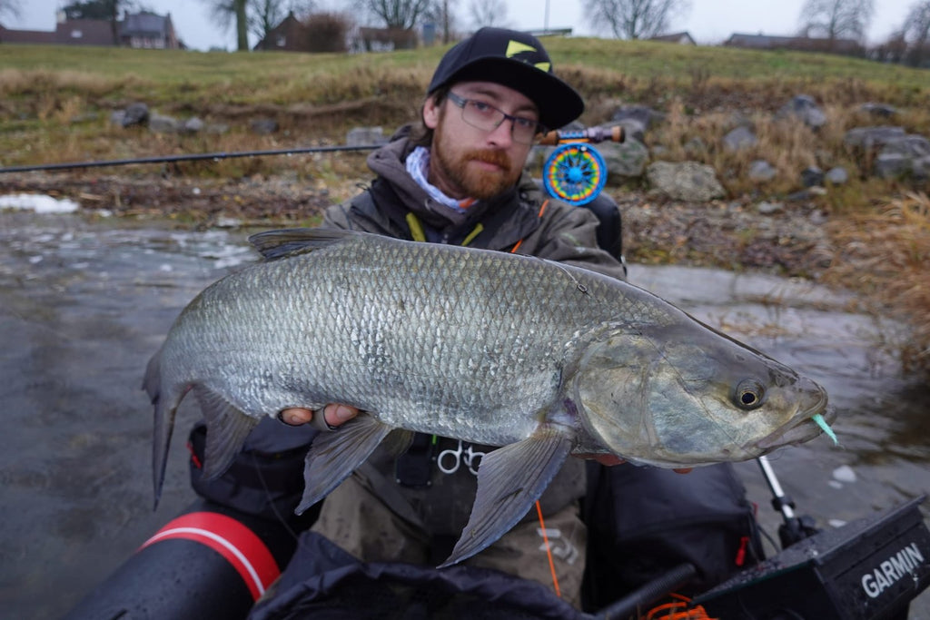 Baitfish Perch Lime