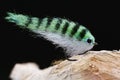 Baitfish Lemon Perch