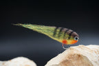Baitfish Perch