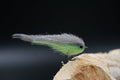 Baitfish Grey Lemon