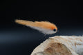 Baitfish Orange GoGo