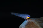 Baitfish Hot Trigger