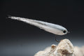 (R) Ripple Minnow