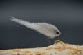 Baitfish Grey Back Tiny