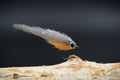 Baitfisch EK Spezial Tiny