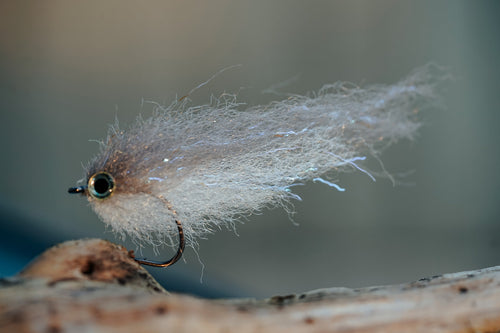 Baitfish Grey Back