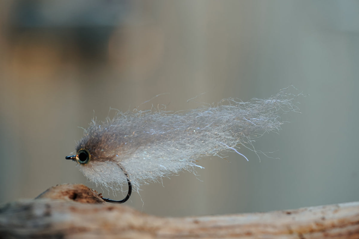 Baitfish Grey Back