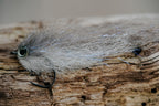 Baitfish Grey Back