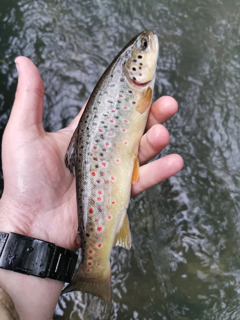 Trockenfliege Gray Wulff