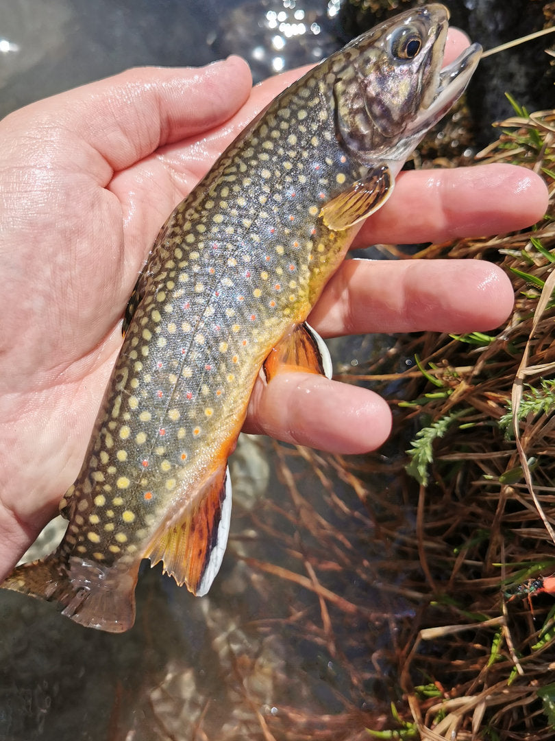 Trockenfliege Goddard Caddis dunkel