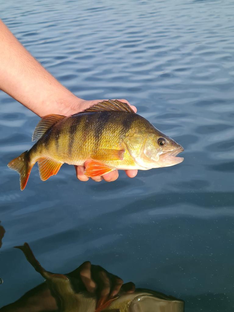 Baitfisch EK Spezial Tiny