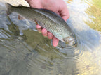 Trockenfliege Black Hopper