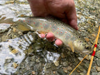 Trockenfliege Elk Caddis