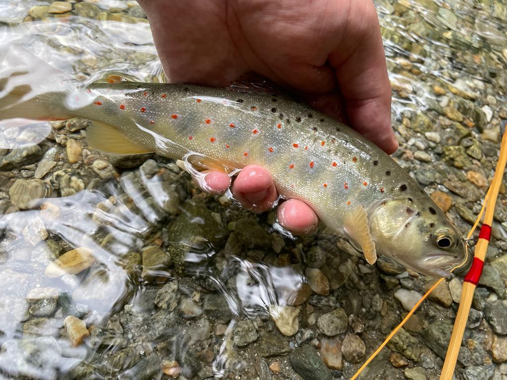 Trockenfliege Elk Caddis