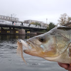 Baitfish Copper Rocker