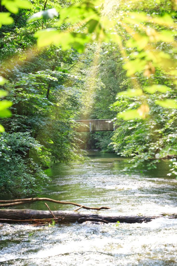 Sonne am Bach