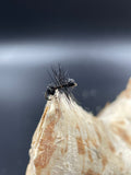 Trockenfliege Black Ant / Ameise