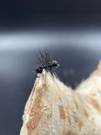 Trockenfliege Black Ant / Ameise