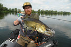 Baitfish Grey Back