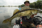 Baitfish Grey Back
