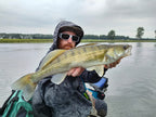 Baitfish Orange GoGo