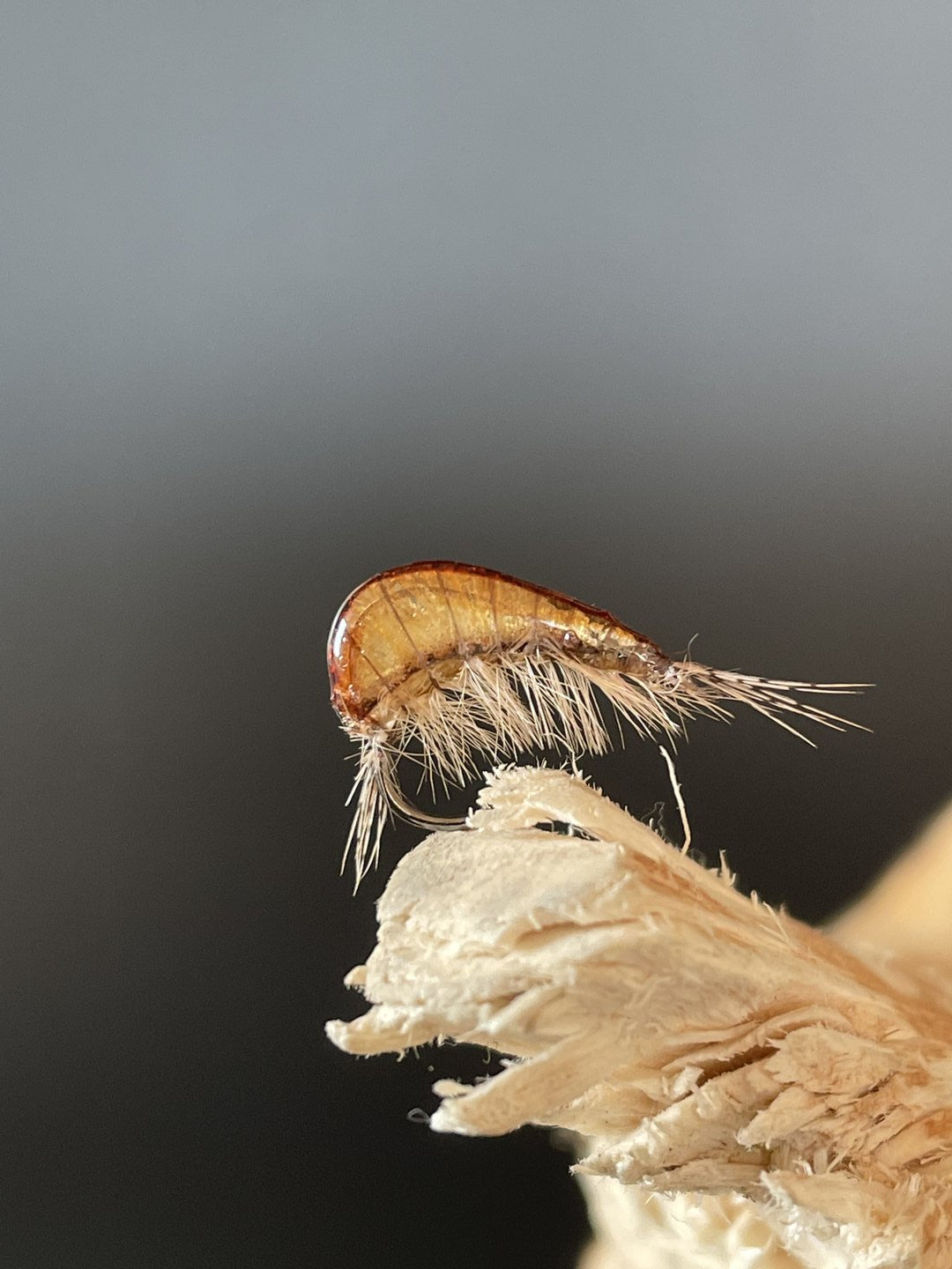 Epoxy Bachflohkrebs tan