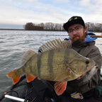 Baitfish Grey Back