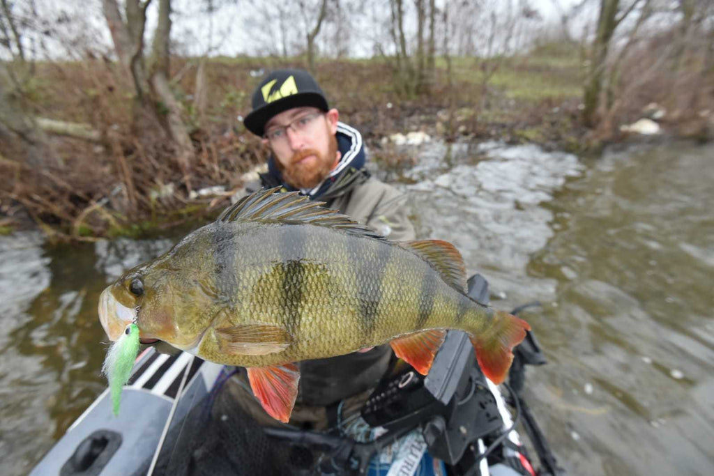 Baitfish Perch Lime