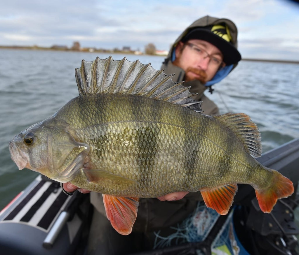 Baitfish Grey Lemon