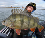 Baitfish Grey Lemon