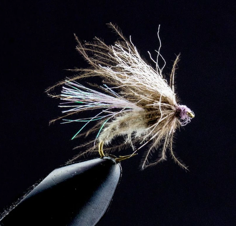 CDC Auskriecher (blue dun)